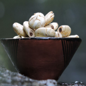 Cacao Blanco con Ají (Patas muyu)